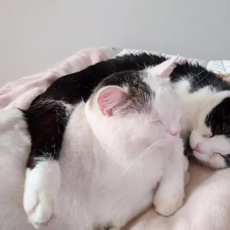 Bed & Breakfast Palazzo Mestichelli Boutique Palace Monteprandone